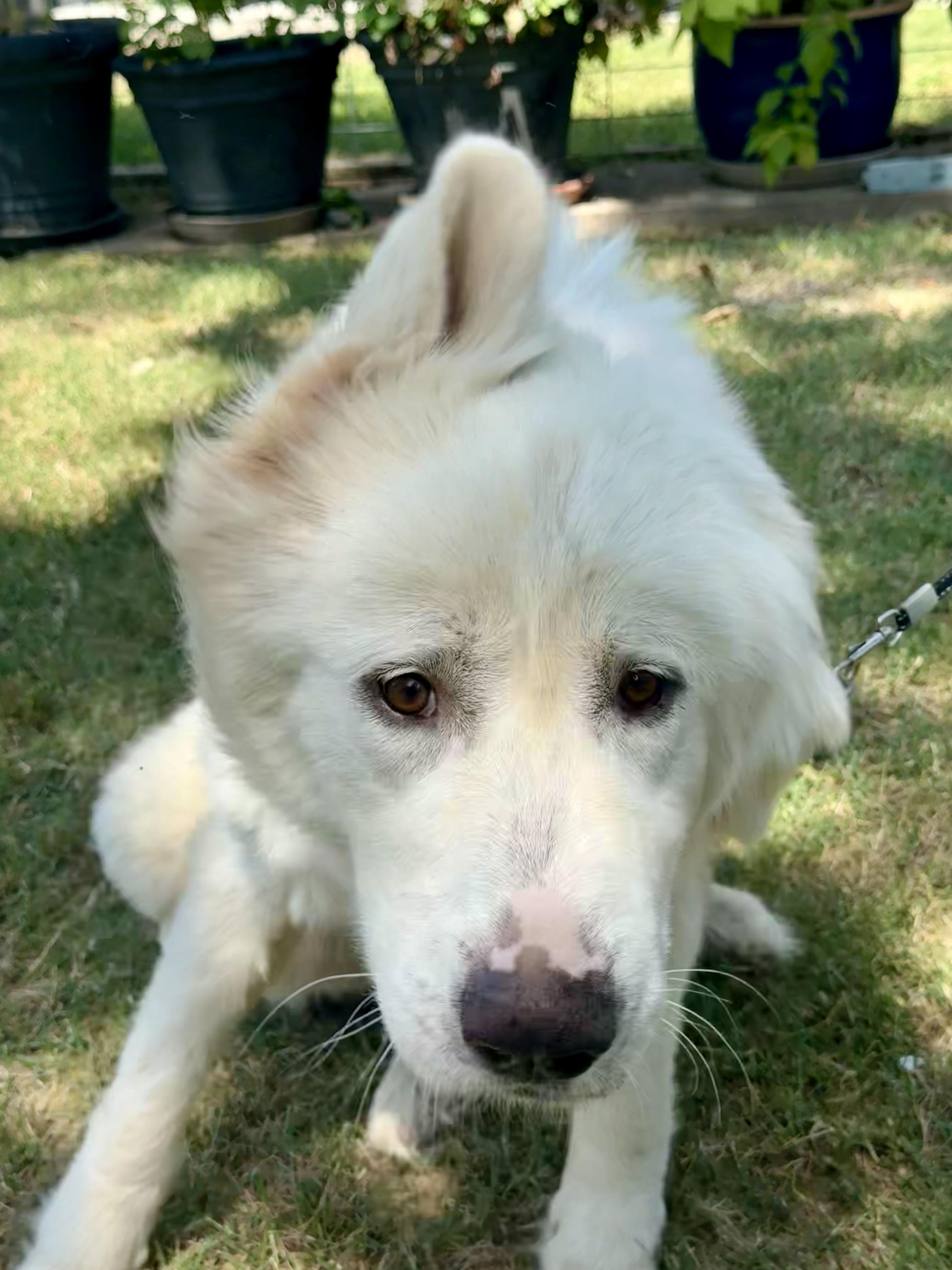 Dulcinea the Great Pyrenees, a ADOPTABLE Great Pyrenees in Lockhart, TX image 6/6