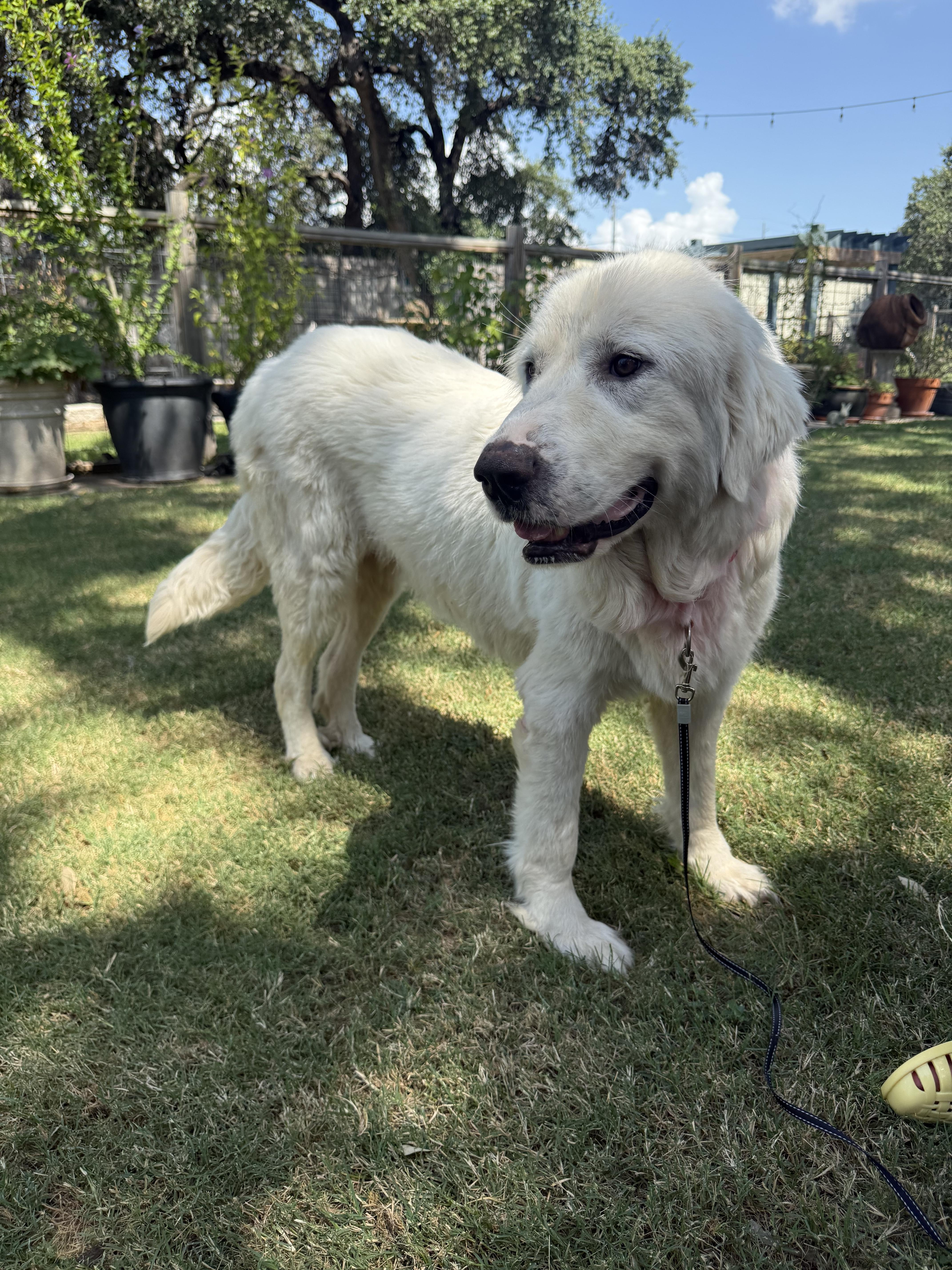 Dulcinea the Great Pyrenees, a ADOPTABLE Great Pyrenees in Lockhart, TX image 3/6