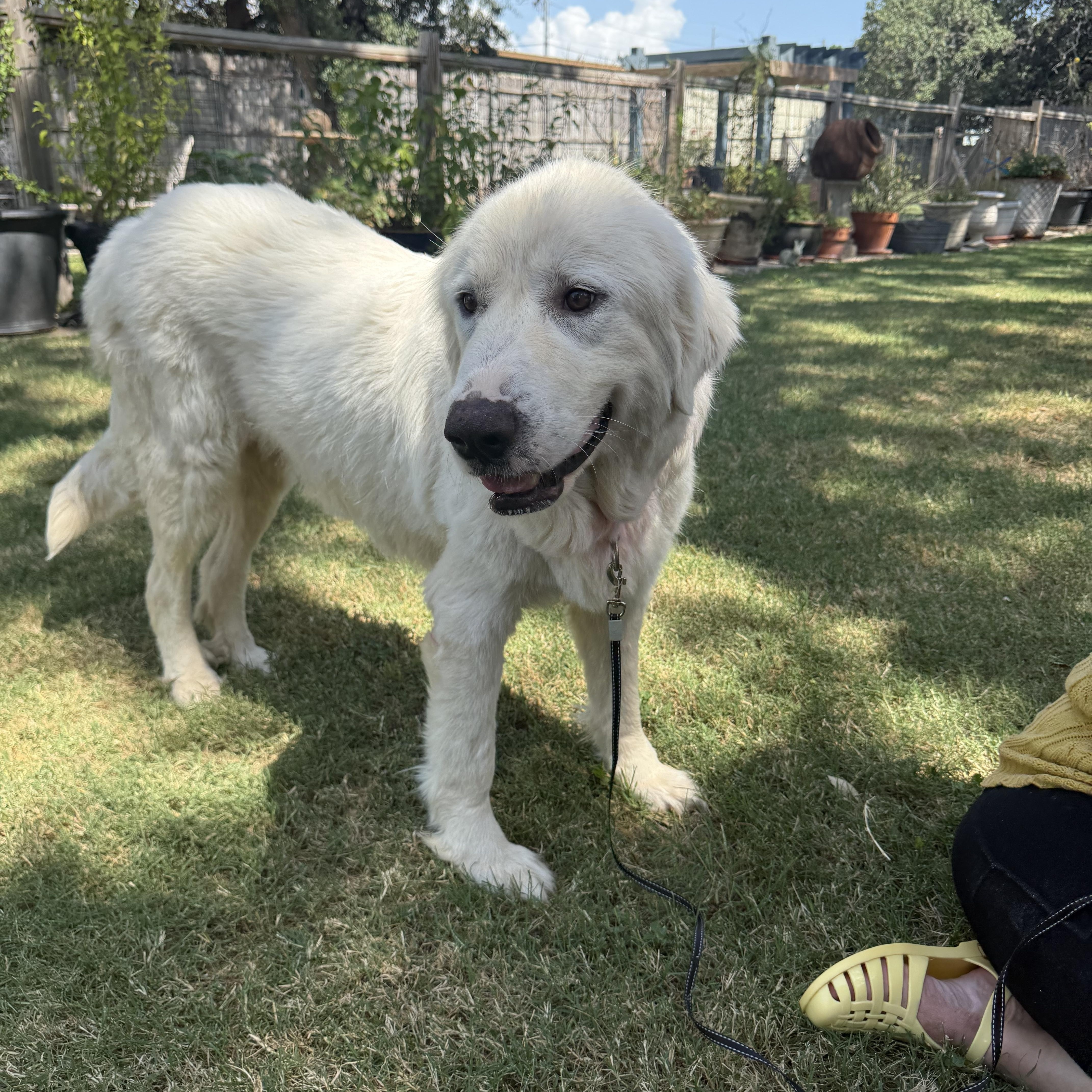 Dulcinea the Great Pyrenees, a ADOPTABLE Great Pyrenees in Lockhart, TX image 4/6