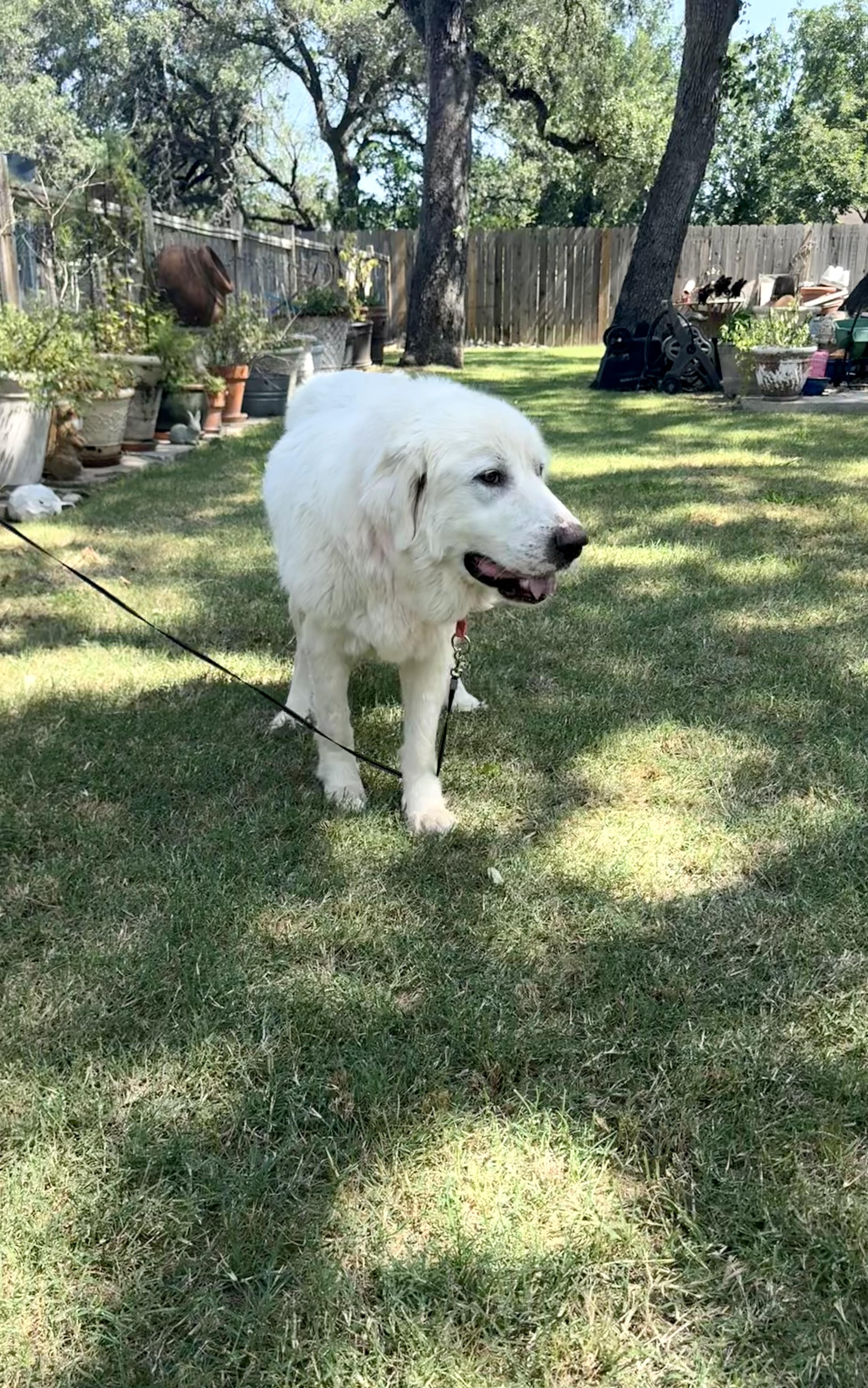 Dulcinea the Great Pyrenees, ADOPTABLE, Adult Female Great Pyrenees.