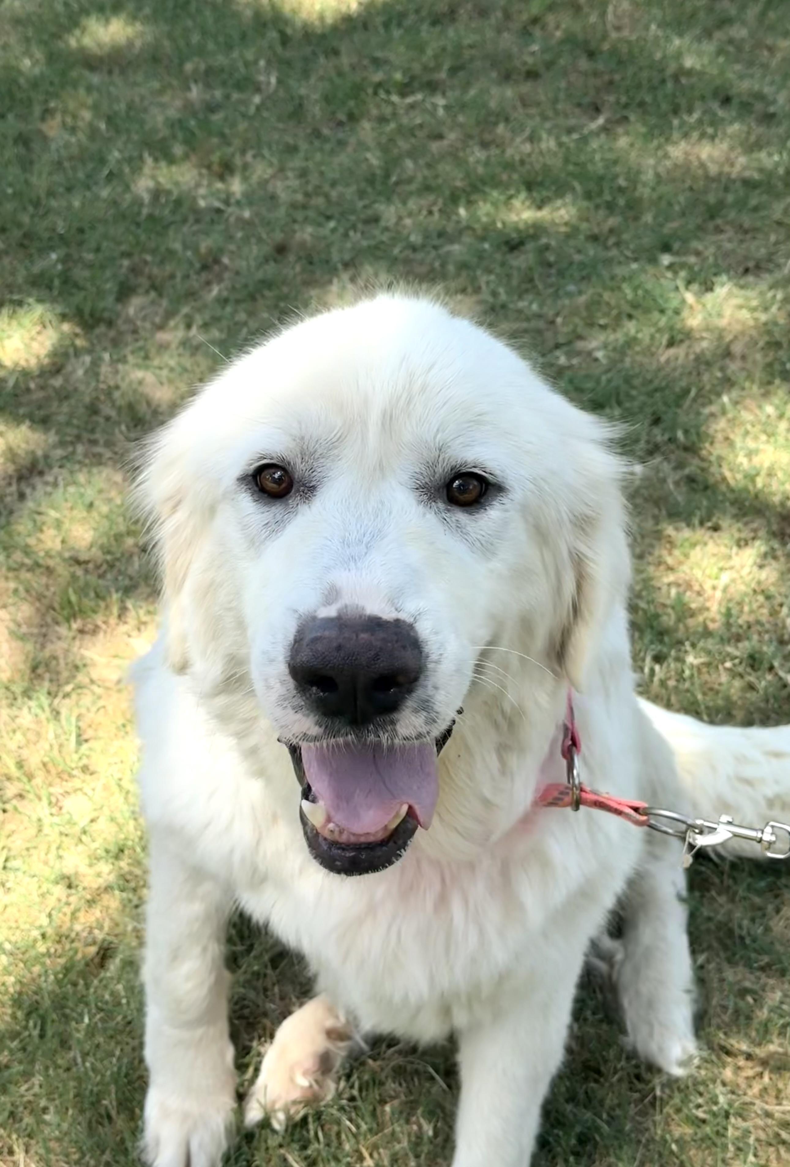 Dulcinea the Great Pyrenees, a ADOPTABLE Great Pyrenees in Lockhart, TX image 5/6