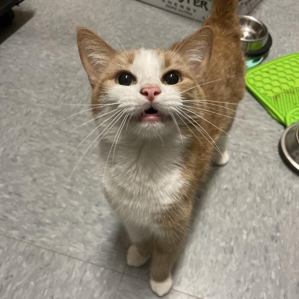 Catsy Cline, Adoptable, Adult Female Domestic Short Hair.