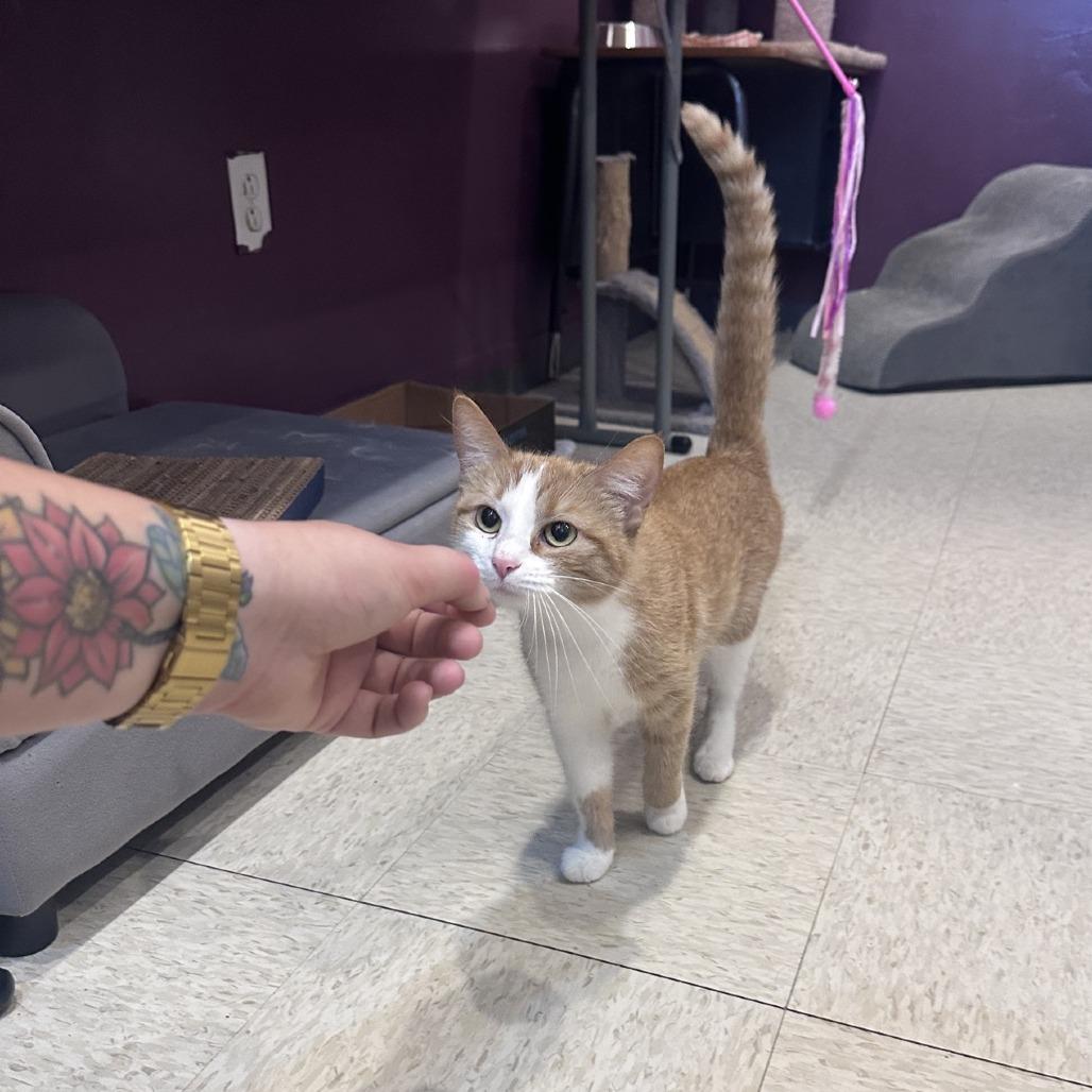 Enlarge Catsy Cline, a Adoptable Domestic Short Hair in Branson, MO image 2/6