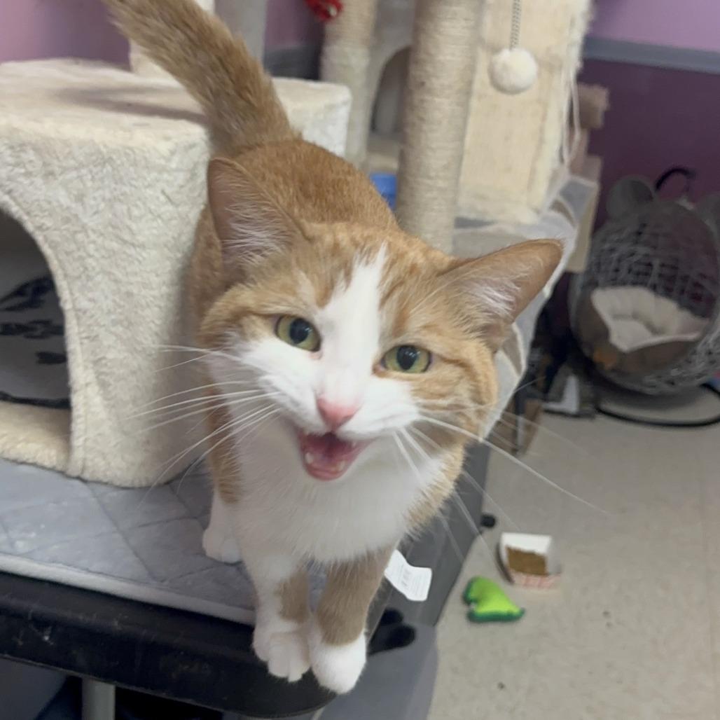Enlarge Catsy Cline, a Adoptable Domestic Short Hair in Branson, MO image 2/6