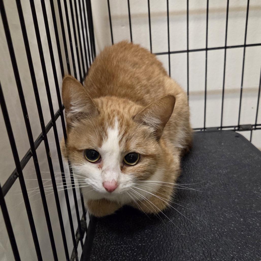 Catsy Cline, a Adoptable Domestic Short Hair in Branson, MO image 2/4