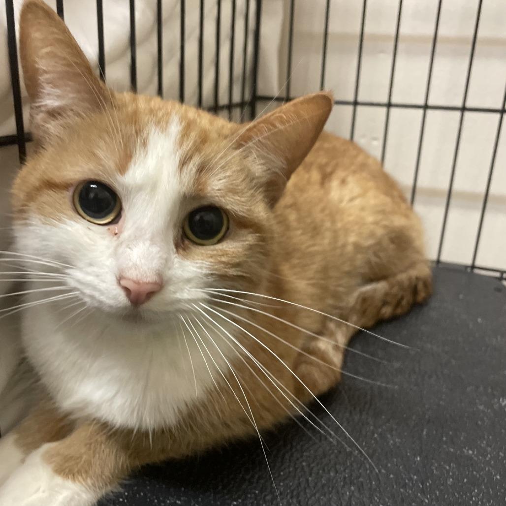 Catsy Cline, a Adoptable Domestic Short Hair in Branson, MO image 3/4