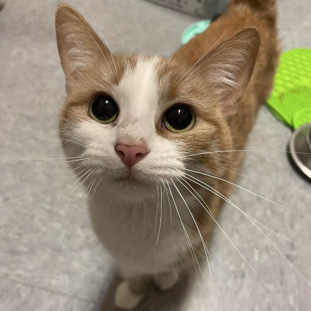 Catsy Cline, a Adoptable Domestic Short Hair in Branson, MO image 4/4