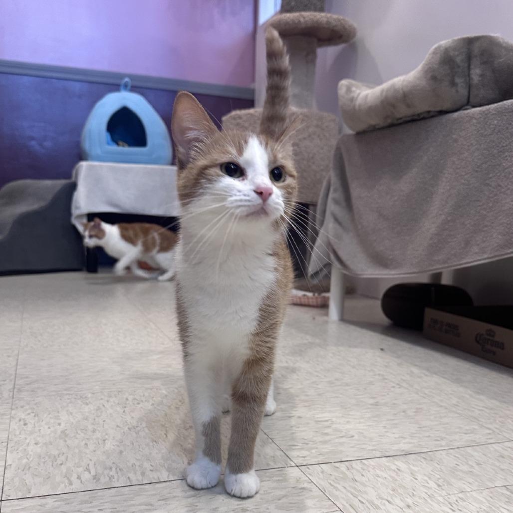 Enlarge Catsy Cline, a Adoptable Domestic Short Hair in Branson, MO image 6/6