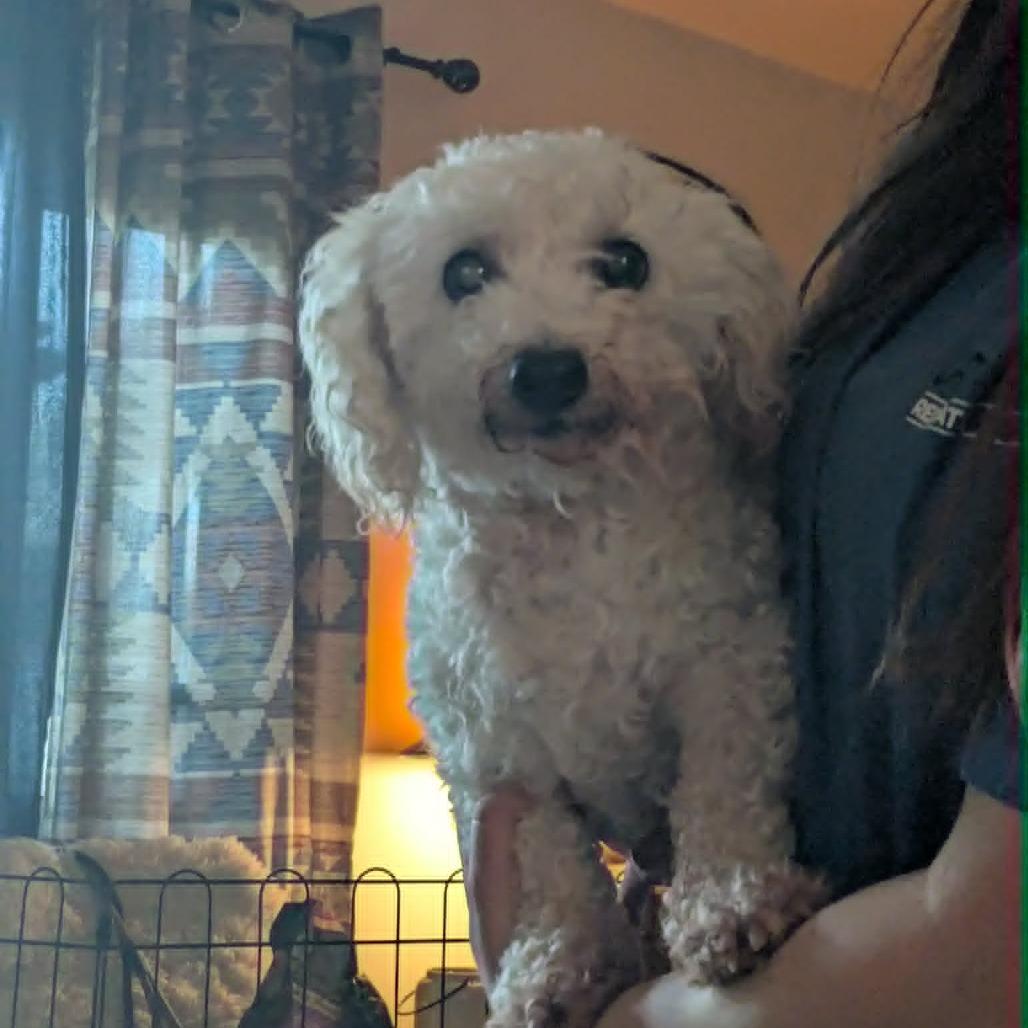 Lulu bonded to Penny, Adoptable, Senior Female Bichon Frise.