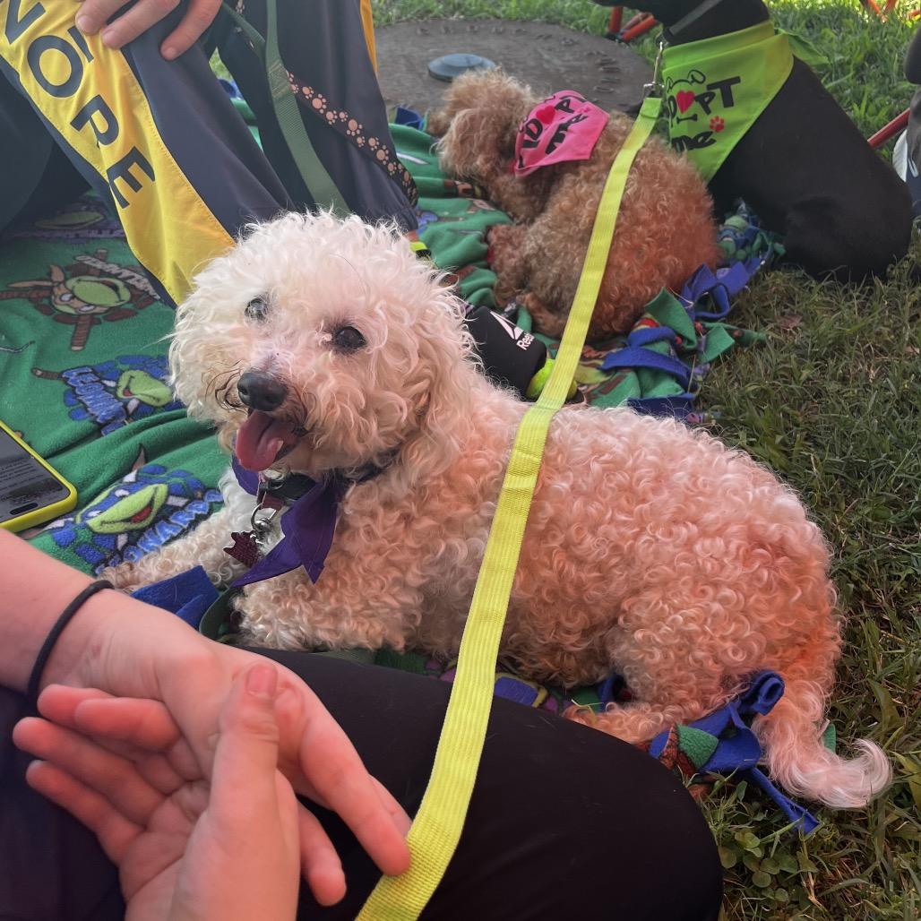 Enlarge Lulu bonded to Penny, a Adoptable Bichon Frise in Rochester, MN image 2/6