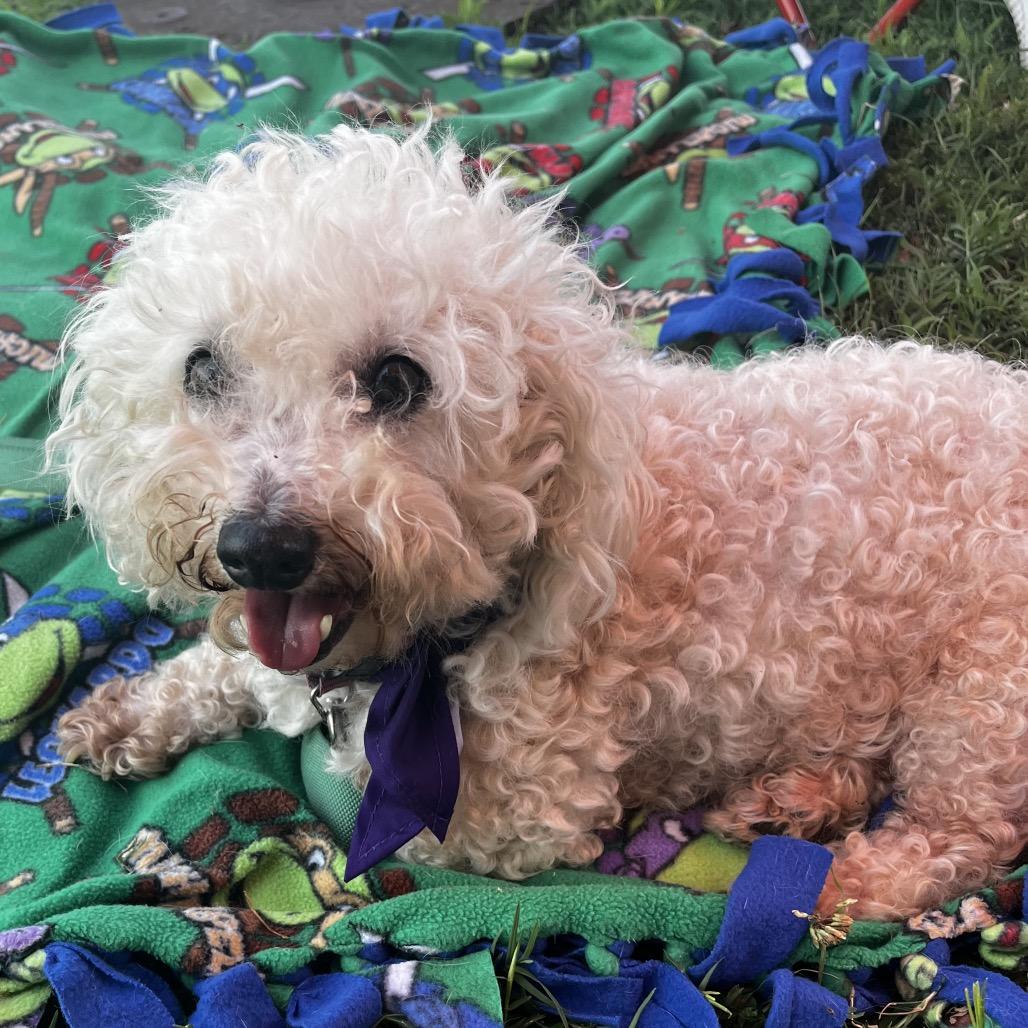 Enlarge Lulu bonded to Penny, a Adoptable Bichon Frise in Rochester, MN image 3/6