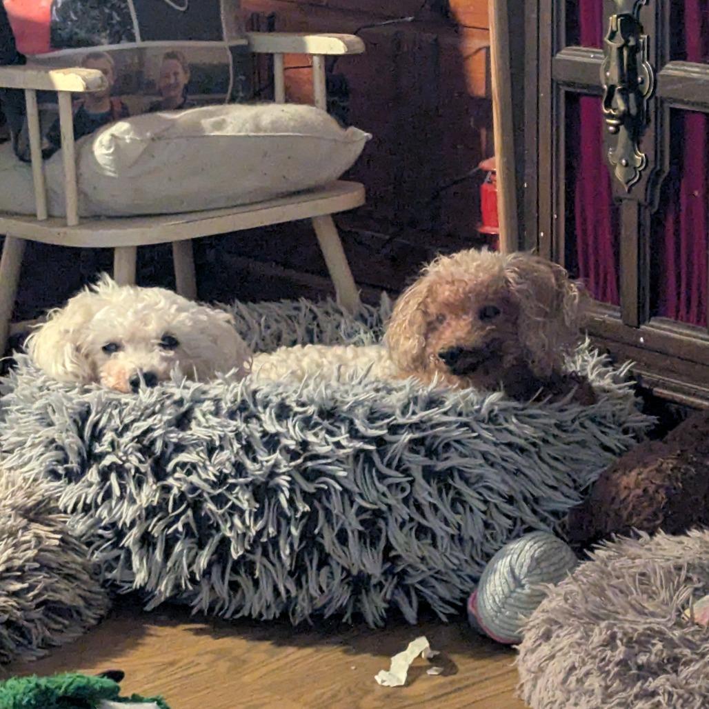 Enlarge Lulu bonded to Penny, a Adoptable Bichon Frise in Rochester, MN image 4/6