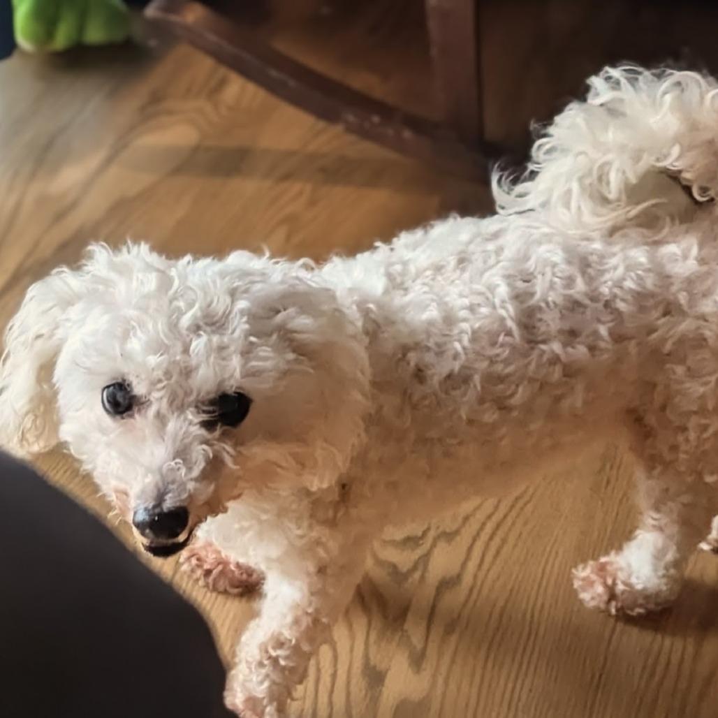 Enlarge Lulu bonded to Penny, a Adoptable Bichon Frise in Rochester, MN image 5/6