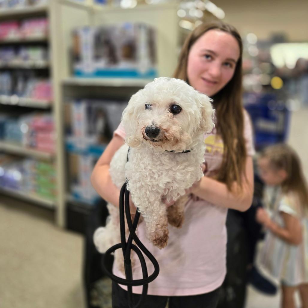 Enlarge Lulu bonded to Penny, a Adoptable Bichon Frise in Rochester, MN image 6/6