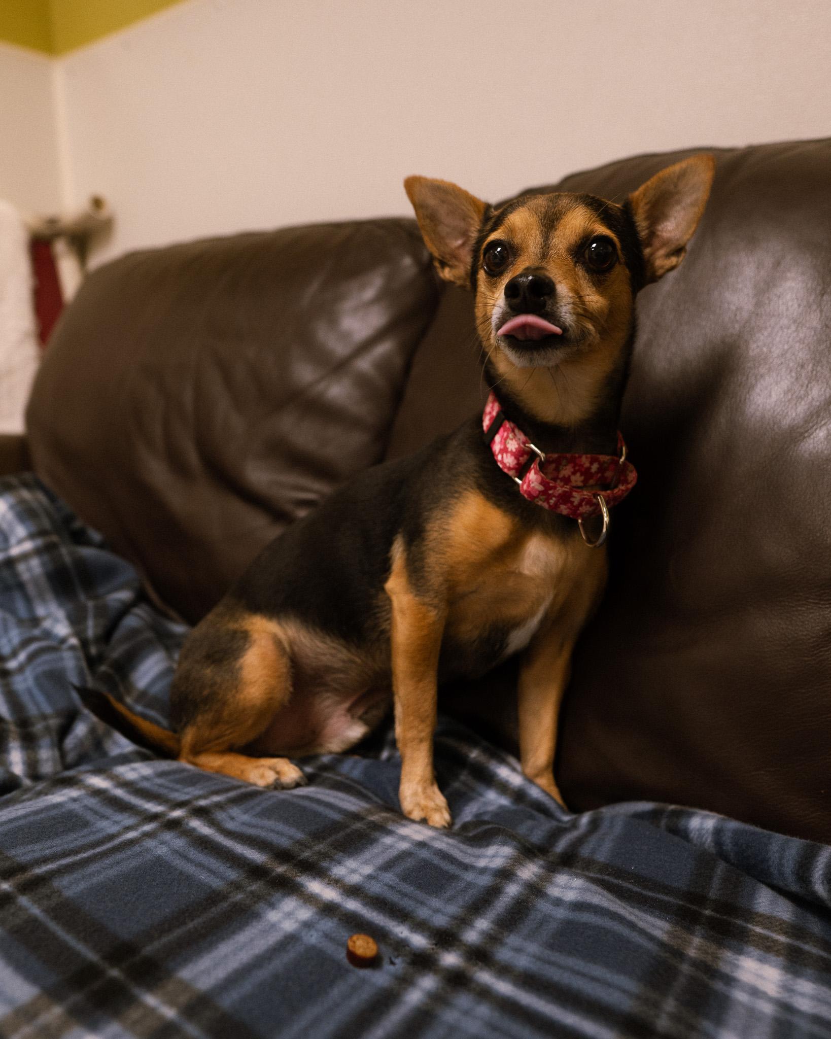 Enlarge Bean, a ADOPTABLE mixed breed in Cincinnati, OH image 2/3
