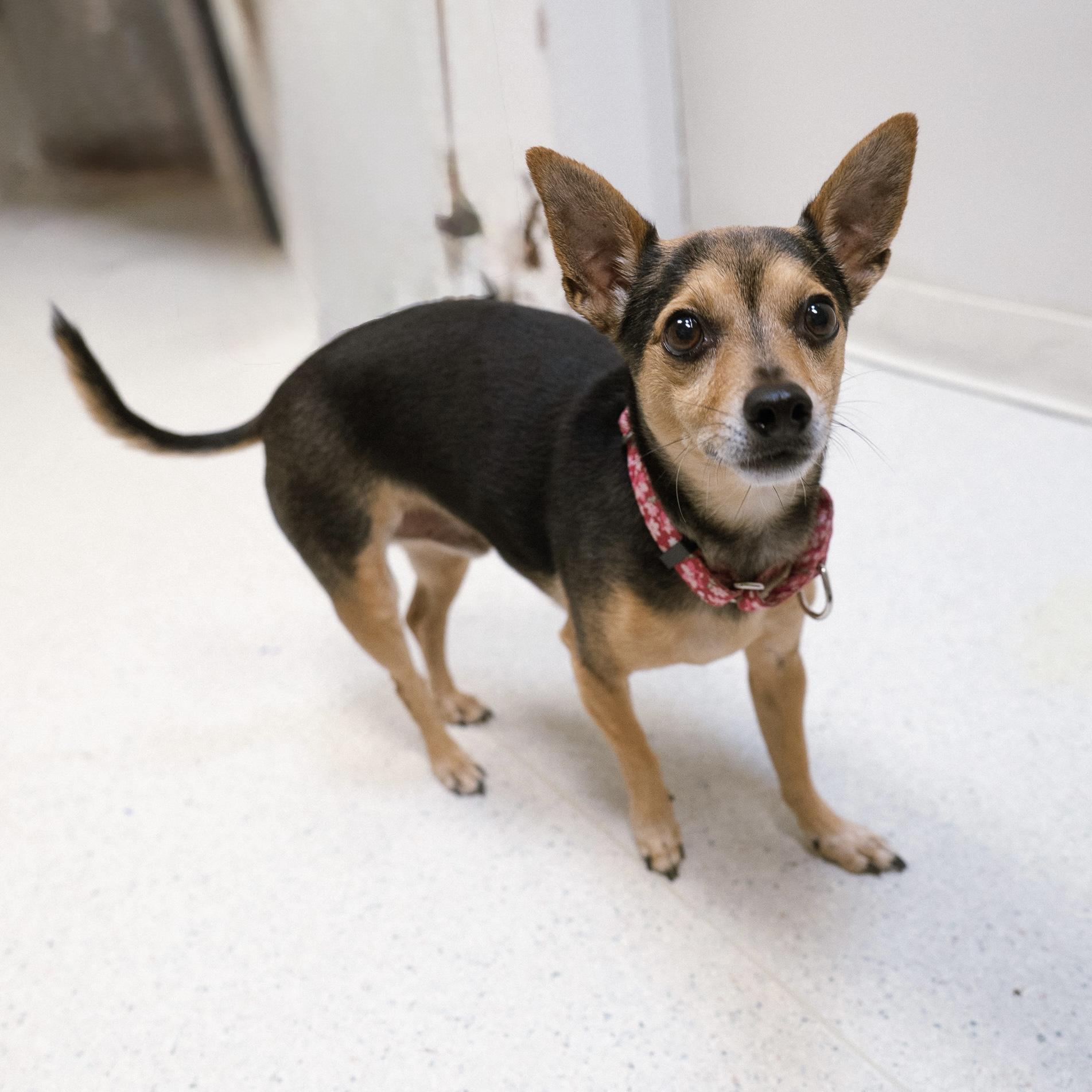 Enlarge Bean, a ADOPTABLE mixed breed in Cincinnati, OH image 1/3