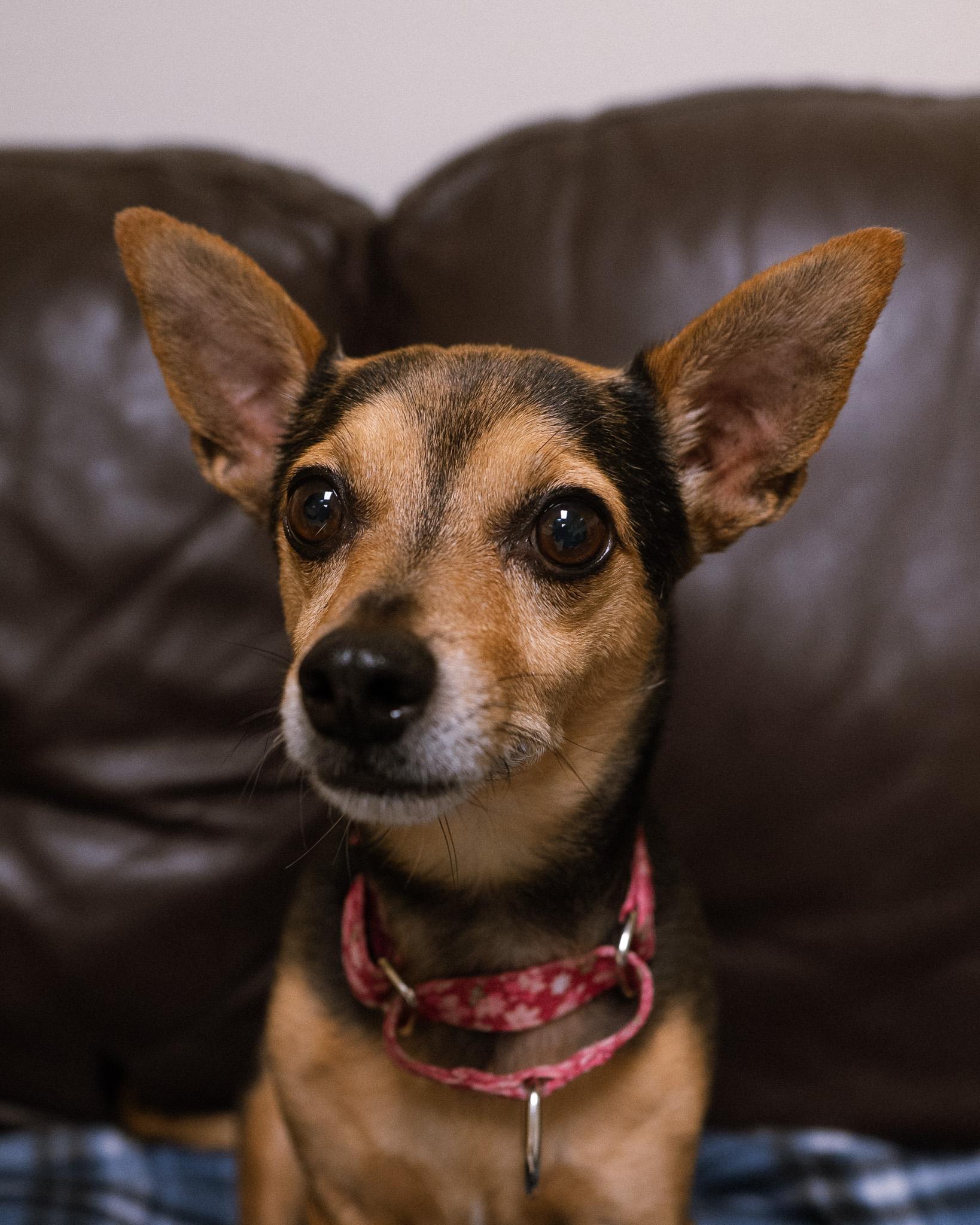 Enlarge Bean, a ADOPTABLE mixed breed in Cincinnati, OH image 3/3