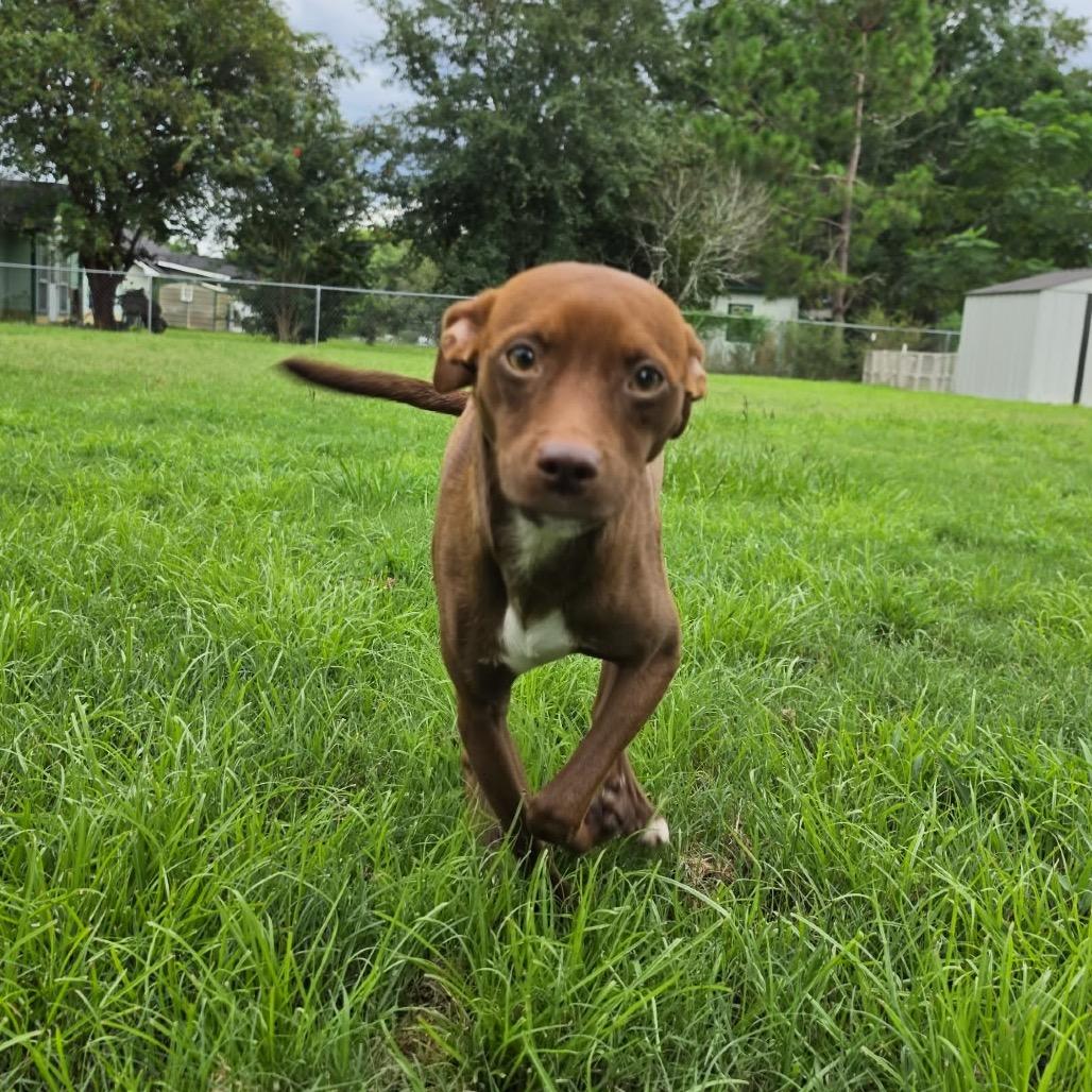 Enlarge Copper, a Adoptable mixed breed in Valdosta , GA image 1/6