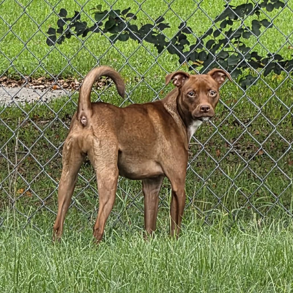 Enlarge Copper, a Adoptable mixed breed in Valdosta , GA image 2/6