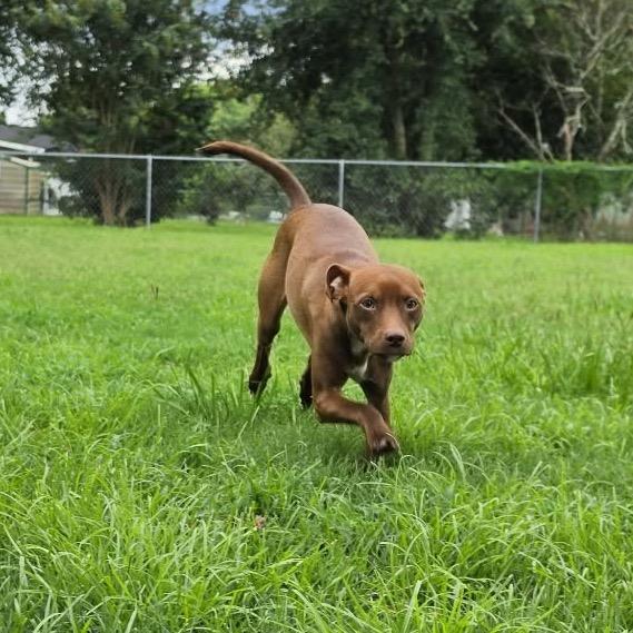 Enlarge Copper, a Adoptable mixed breed in Valdosta , GA image 3/6