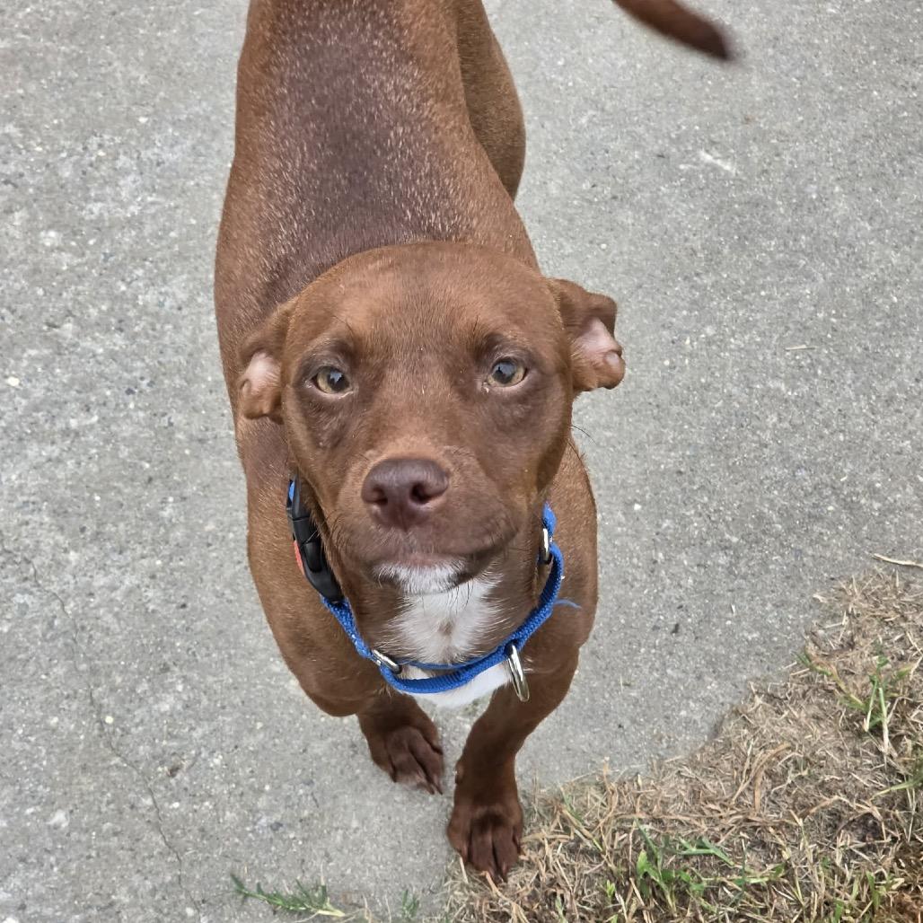 Enlarge Copper, a Adoptable mixed breed in Valdosta , GA image 5/6
