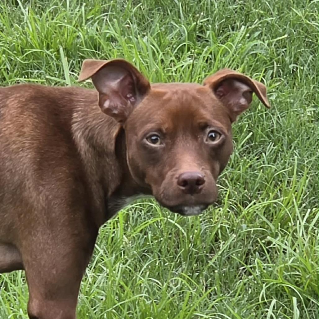 Enlarge Copper, a Adoptable mixed breed in Valdosta , GA image 6/6