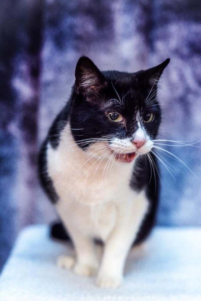 Enlarge Lil John, a Adoptable Domestic Short Hair in Ocala, FL image 2/4