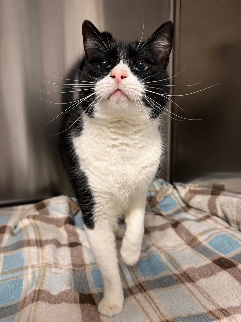 Enlarge Lil John, a Adoptable Domestic Short Hair in Ocala, FL image 3/4
