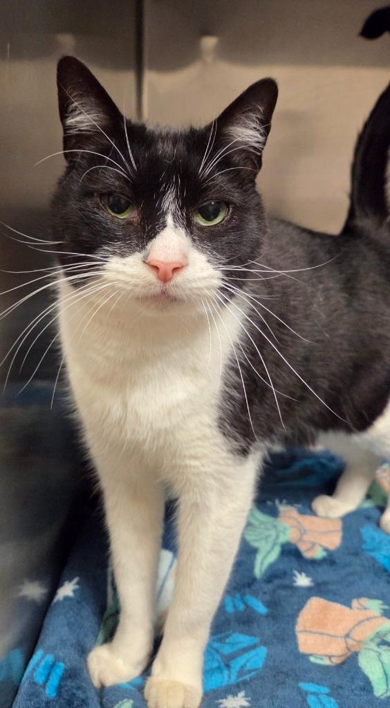 Enlarge Lil John, a Adoptable Domestic Short Hair in Ocala, FL image 4/4