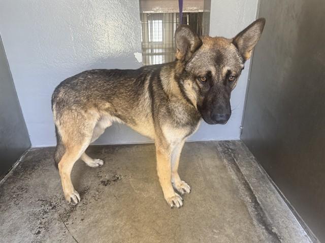 Enlarge SHAWARMA, a Adoptable mixed breed in Santa Monica, CA image 1/1