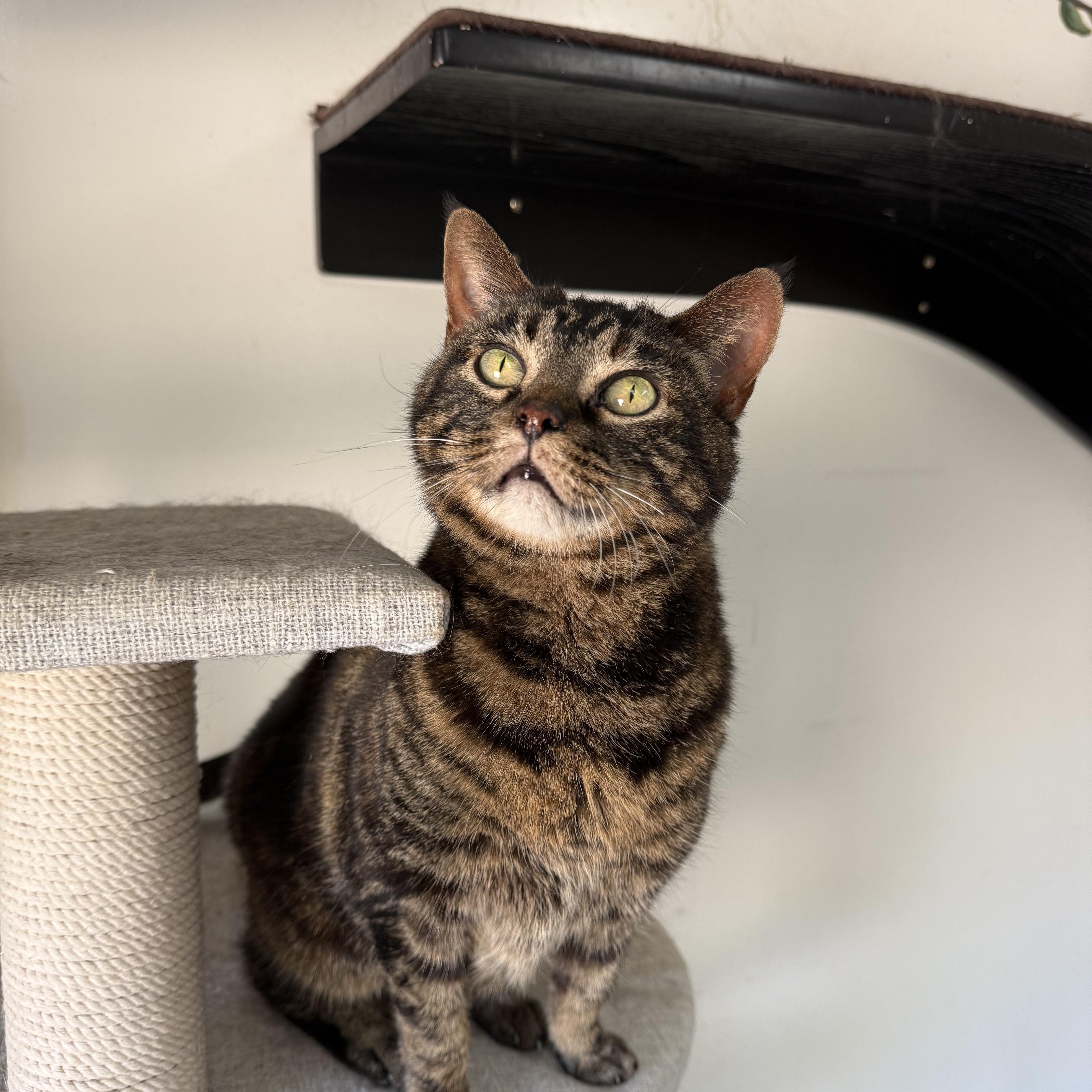 Rosalyn, Adoptable, Adult Female Domestic Short Hair.