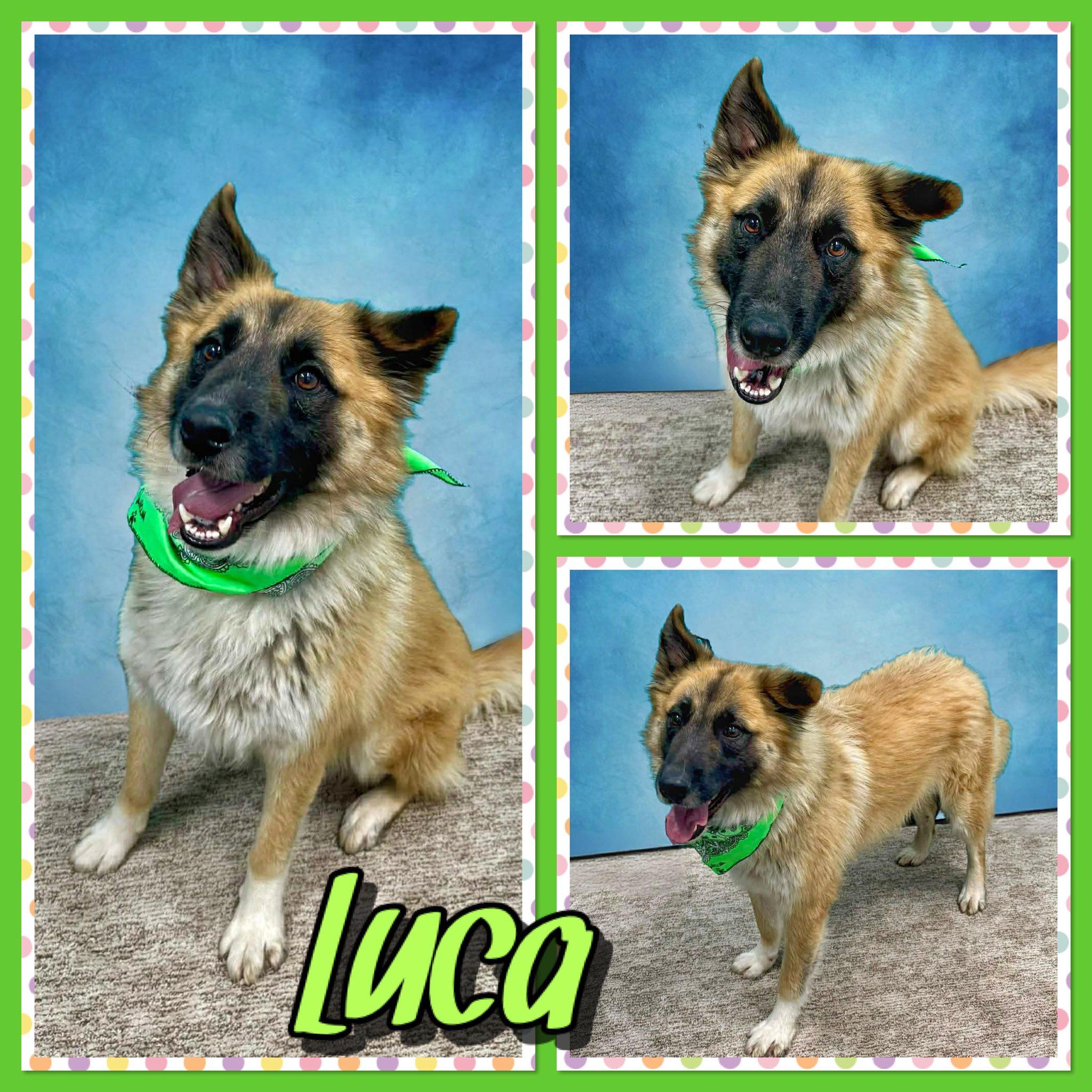 Luca, ADOPTABLE, Adult Male German Shepherd Dog.