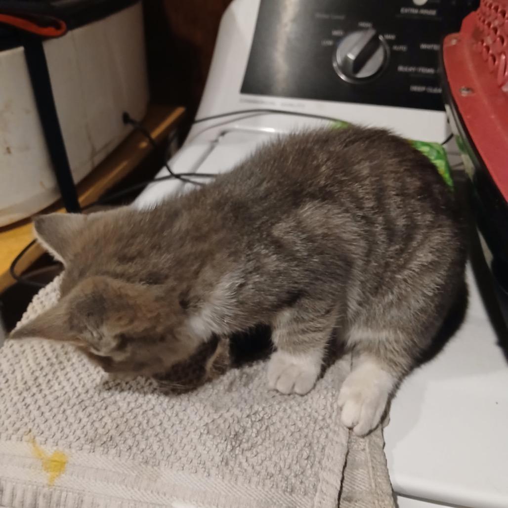 Enlarge Apple Jack, a Adoptable Domestic Short Hair in Pennsville, NJ image 1/3