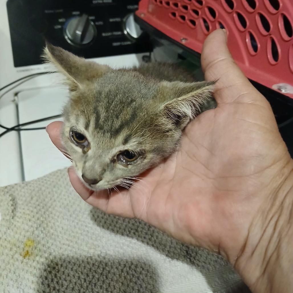 Enlarge Apple Jack, a Adoptable Domestic Short Hair in Pennsville, NJ image 2/3