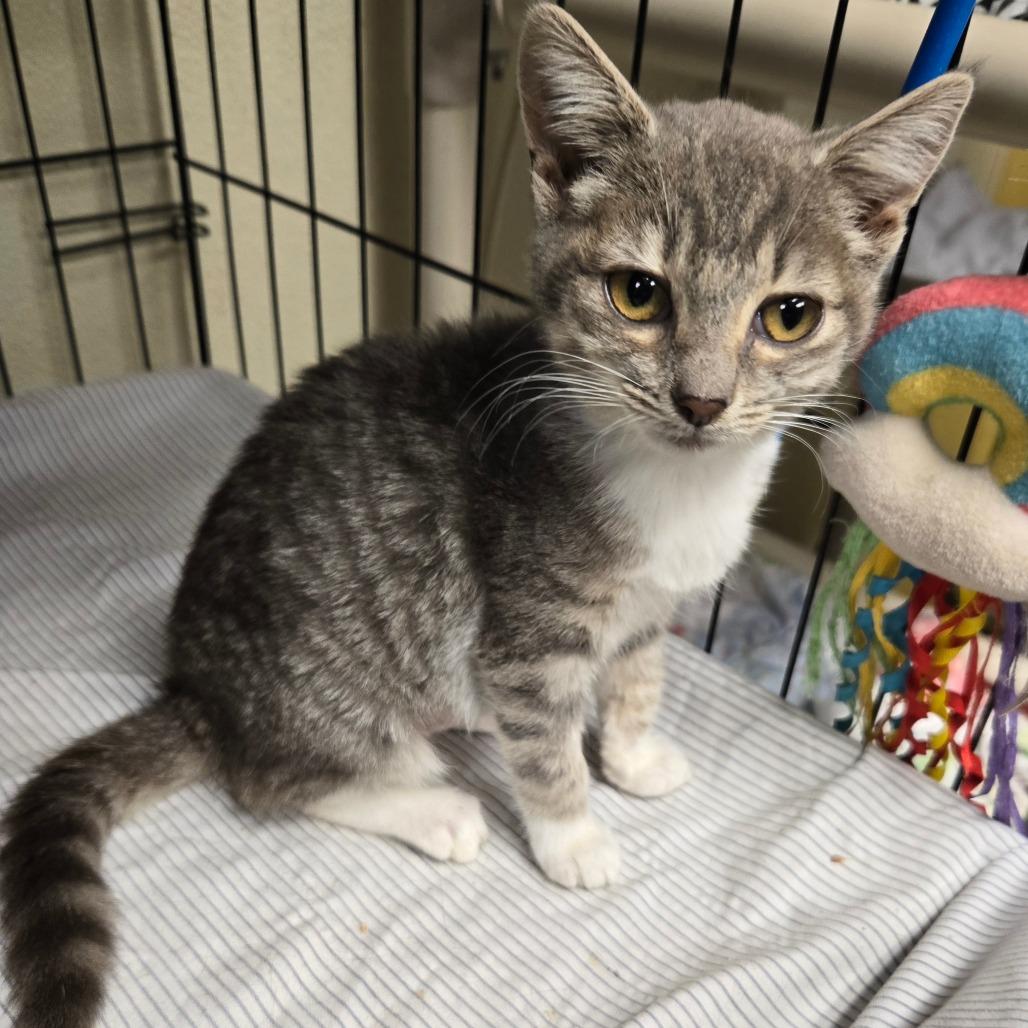 Enlarge Apple Jack, a Adoptable Domestic Short Hair in Pennsville, NJ image 3/3