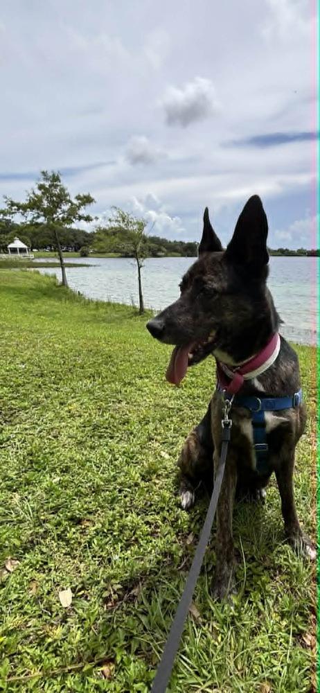 Maya - Located in Florida, Adoptable, Adult Female Dutch Shepherd & German Shepherd Dog.