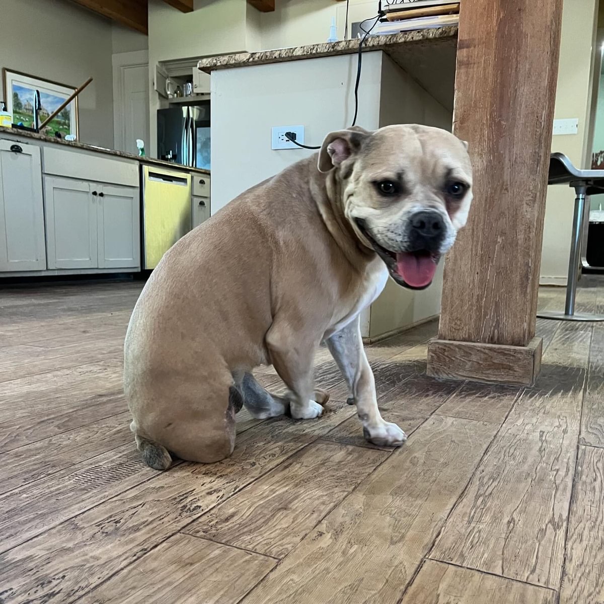 Enlarge Sophie, a Adoptable mixed breed in Farmersville, TX image 1/4