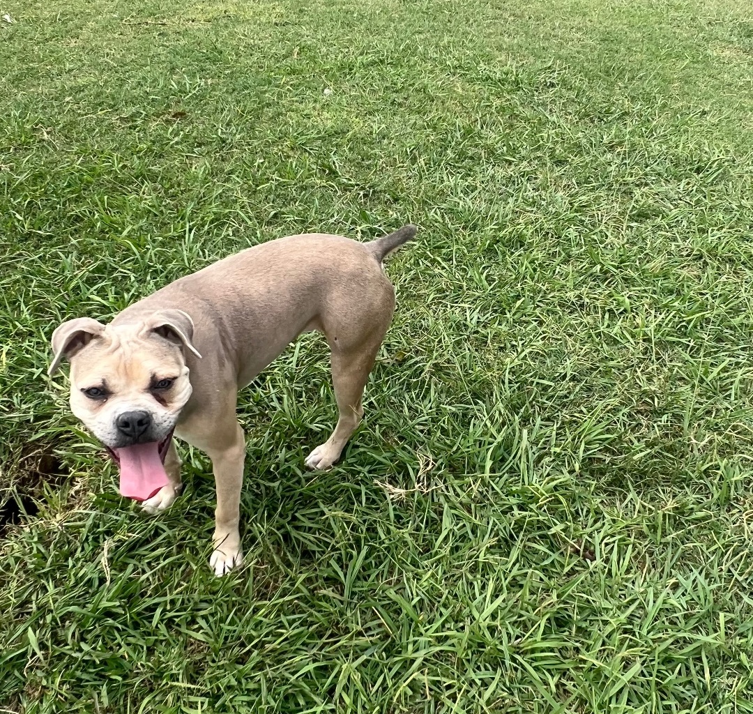 Enlarge Sophie, a Adoptable mixed breed in Farmersville, TX image 3/4