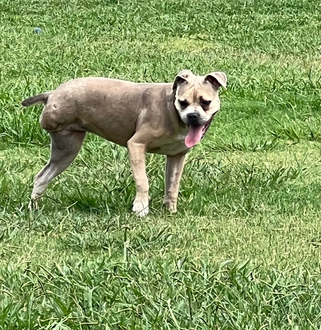 Enlarge Sophie, a Adoptable mixed breed in Farmersville, TX image 4/4