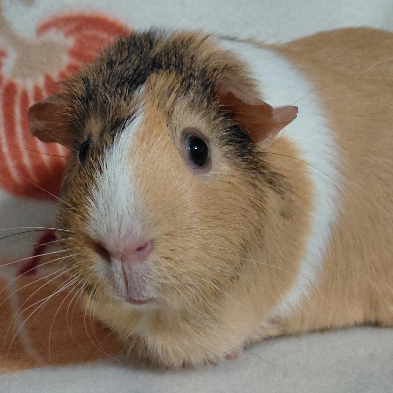 Marigold, Adoptable, Adult Female Guinea Pig.