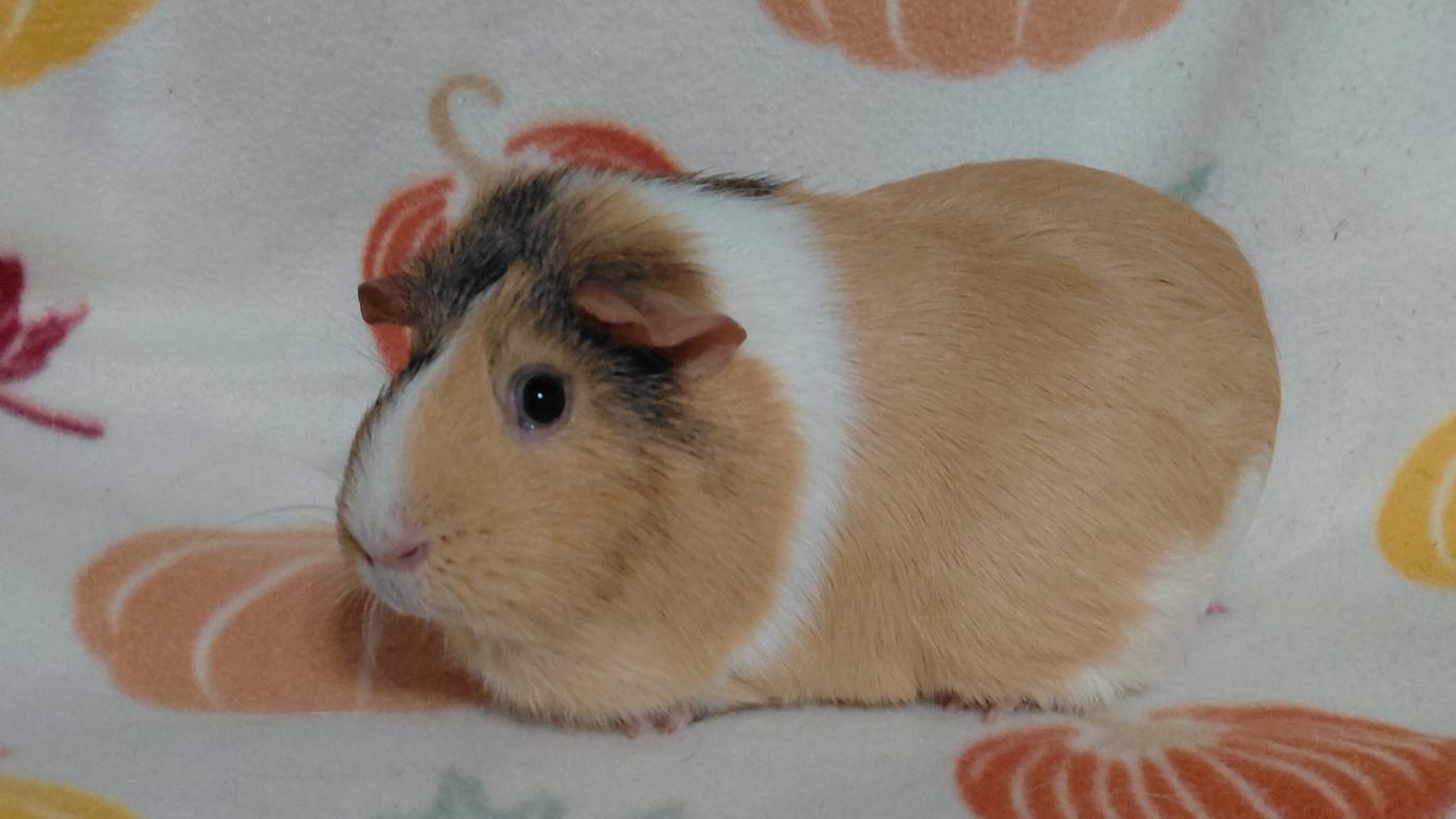 Enlarge Marigold, a Adoptable Guinea Pig in Cincinnati, OH image 2/3