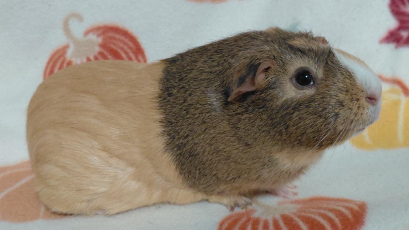 Enlarge Marigold, a Adoptable Guinea Pig in Cincinnati, OH image 3/3