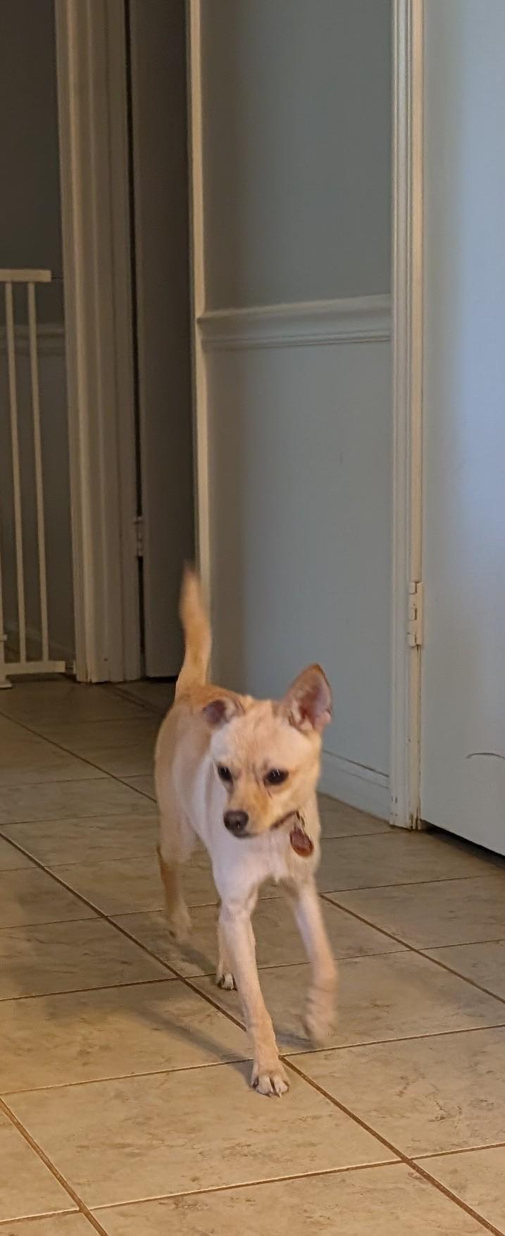 Enlarge Krissy, a ADOPTABLE mixed breed in Duluth, GA image 2/4