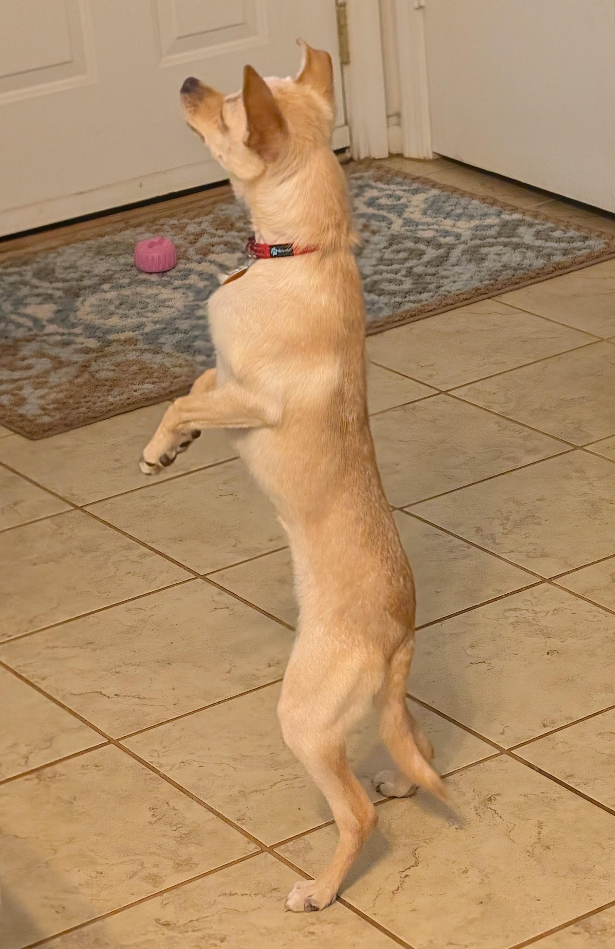 Enlarge Krissy, a ADOPTABLE mixed breed in Duluth, GA image 3/4