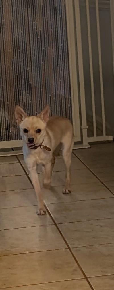 Enlarge Krissy, a ADOPTABLE mixed breed in Duluth, GA image 4/4