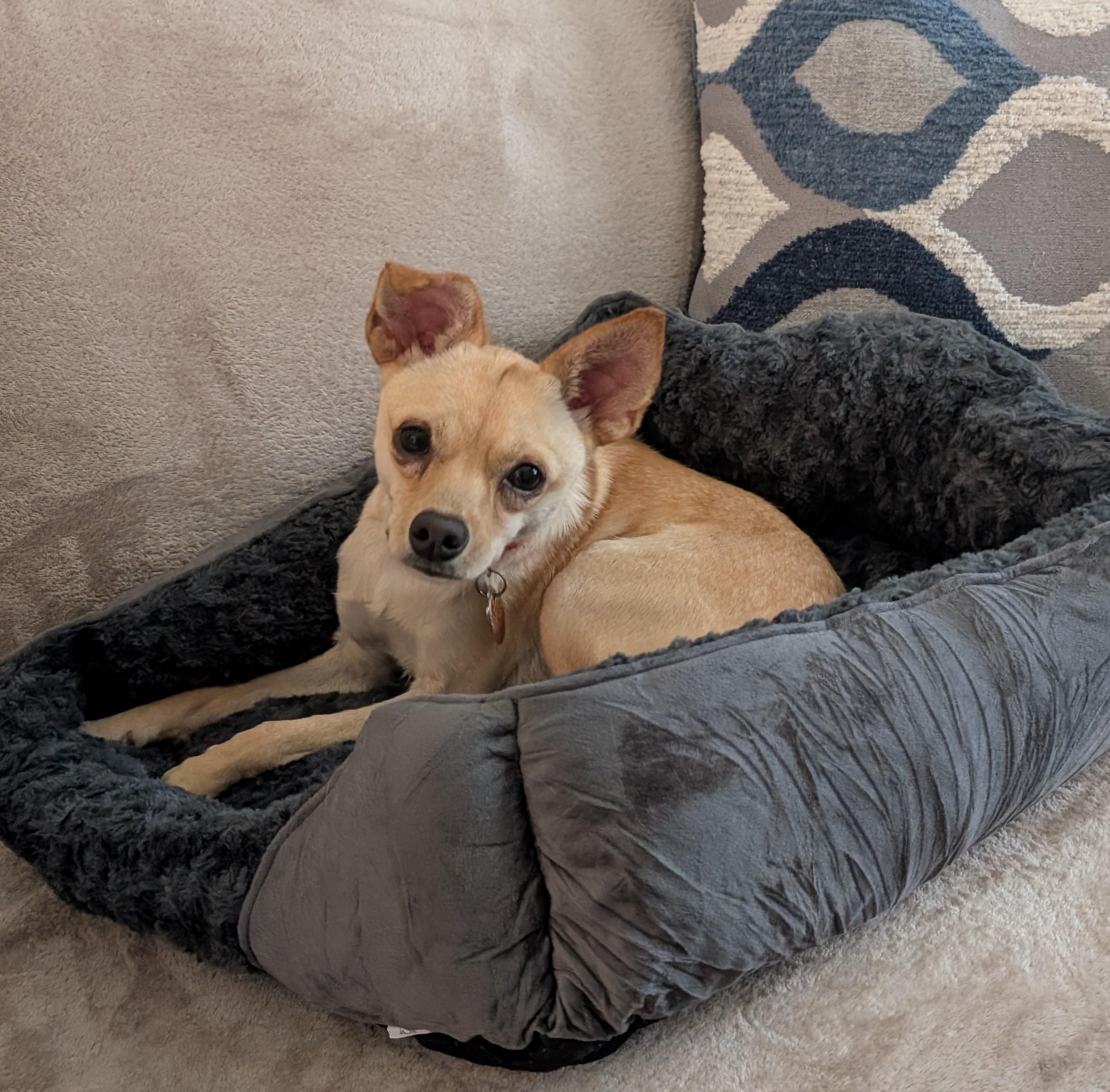 Enlarge Krissy, a Adoptable mixed breed in Duluth, GA image 2/5