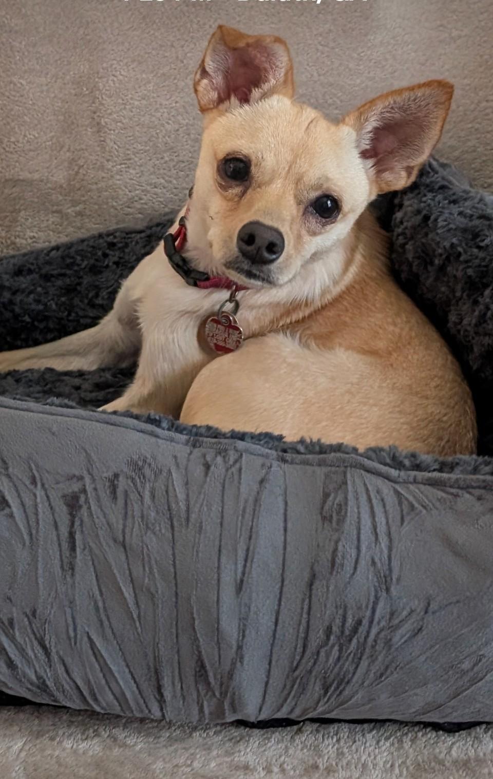 Enlarge Krissy, a Adoptable mixed breed in Duluth, GA image 3/5