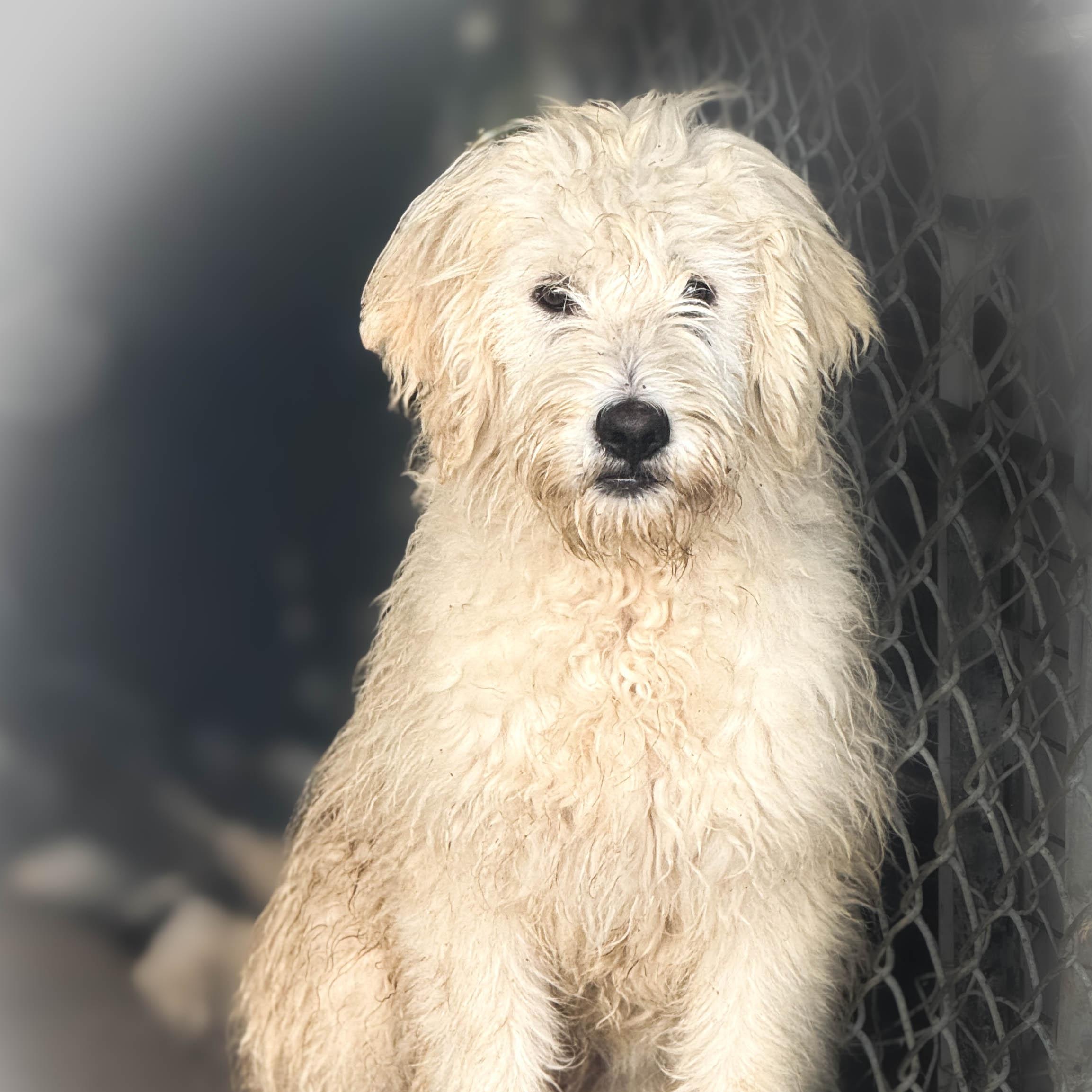 Ivy, an adopted Komondor in Torrance, CA_image-1