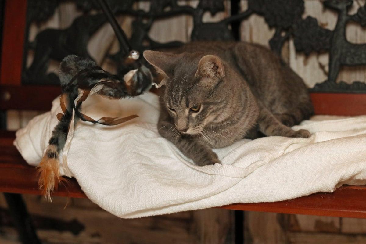 Pepper, a Adoptable mixed breed in Houston, TX image 4/6