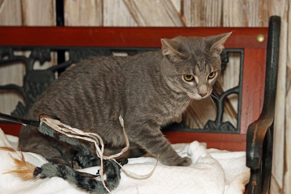 Pepper, a Adoptable mixed breed in Houston, TX image 5/6